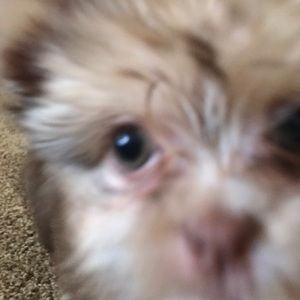 Meet your Posher, Brian